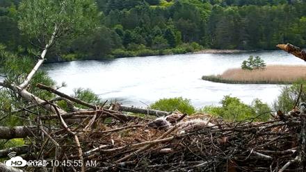 VINS Bald Eagles Nest Live Cams - May 21, 2026, 10:46am EDT
