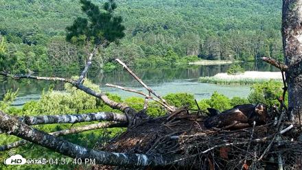 VINS Bald Eagles Nest Live Cams - Jul 1, 2026, 4:38pm EDT