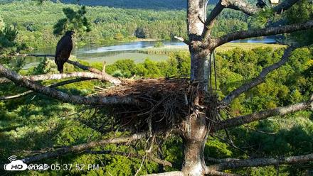 VINS Bald Eagles Nest Live Cams - Aug 21, 2026, 5:38pm EDT