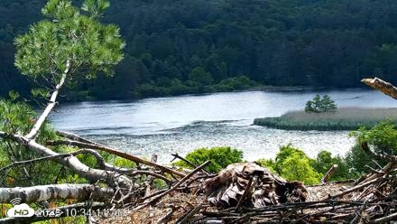 VINS Bald Eagles Nest Live Cams - Jun 15, 2026, 10:34am EDT