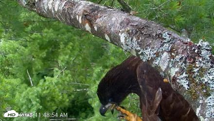 VINS Bald Eagles Nest Live Cams - Jul 28, 2026, 11:49am EDT