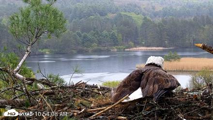VINS Bald Eagles Nest Live Cams - May 13, 2026, 10:54am EDT