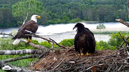 VINS Bald Eagles Nest Live Cams - Jun 20, 2026, 8:52am EDT