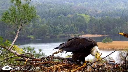 VINS Bald Eagles Nest Live Cams - May 6, 2026, 3:36pm EDT