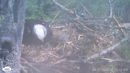 VINS Bald Eagles Nest Live Cams - Apr 27, 2026, 10:35am EDT