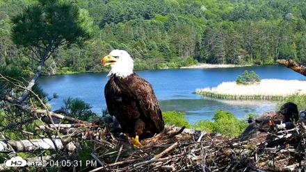 VINS Bald Eagles Nest Live Cams - May 26, 2026, 4:06pm EDT