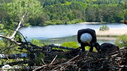 VINS Bald Eagles Nest Live Cams - May 26, 2026, 1:56pm EDT
