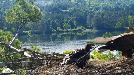 VINS Bald Eagles Nest Live Cams - Jun 3, 2026, 8:10am EDT