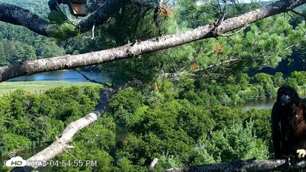 VINS Bald Eagles Nest Live Cams - Jul 23, 2026, 4:55pm EDT
