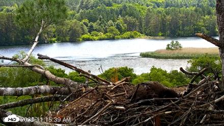 VINS Bald Eagles Nest Live Cams - Jun 19, 2026, 11:16am EDT