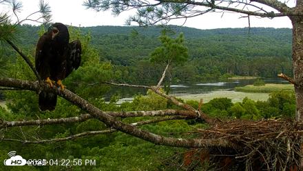 VINS Bald Eagles Nest Live Cams - Jul 26, 2026, 4:23pm EDT
