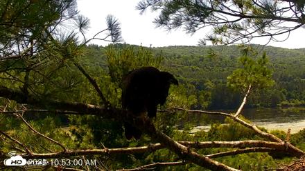 VINS Bald Eagles Nest Live Cams - Jul 24, 2026, 10:53am EDT