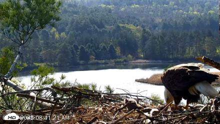 VINS Bald Eagles Nest Live Cams - May 5, 2026, 8:42am EDT
