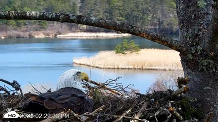 VINS Bald Eagles Nest Live Cams - Apr 10, 2026, 2:30pm EDT