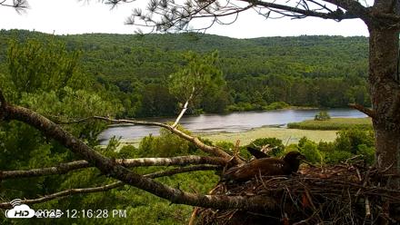 VINS Bald Eagles Nest Live Cams - Jul 17, 2026, 12:17pm EDT