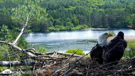 VINS Bald Eagles Nest Live Cams - Jun 2, 2026, 12:28pm EDT