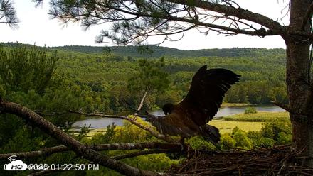 VINS Bald Eagles Nest Live Cams - Jul 20, 2026, 1:23pm EDT