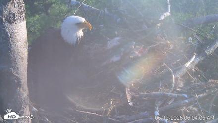VINS Bald Eagles Nest Live Cams - May 12, 2026, 6:04am EDT