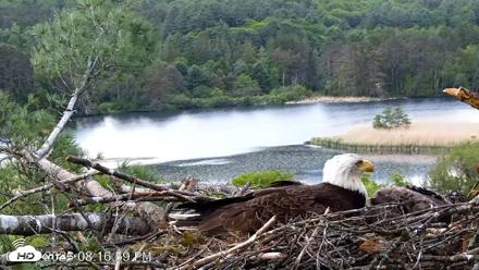 VINS Bald Eagles Nest Live Cams - May 28, 2026, 8:17pm EDT
