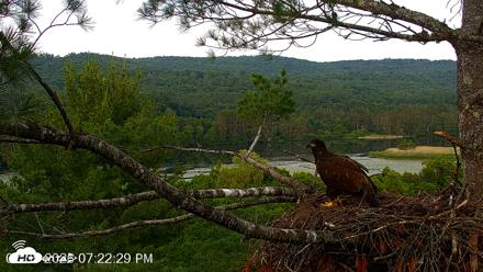 VINS Bald Eagles Nest Live Cams - Jul 5, 2026, 7:23pm EDT
