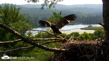 VINS Bald Eagles Nest Live Cams - Jul 16, 2026, 10:54am EDT