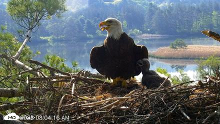 VINS Bald Eagles Nest Live Cams - May 19, 2026, 8:05am EDT