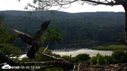VINS Bald Eagles Nest Live Cams - Jul 20, 2026, 8:47am EDT