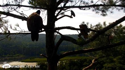 VINS Bald Eagles Nest Live Cams - Jul 26, 2026, 9:34am EDT