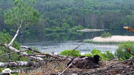 VINS Bald Eagles Nest Live Cams - Jun 7, 2026, 2:04pm EDT