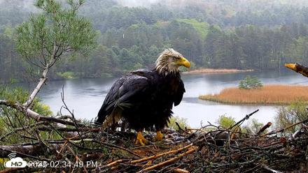 VINS Bald Eagles Nest Live Cams - May 14, 2026, 2:35pm EDT