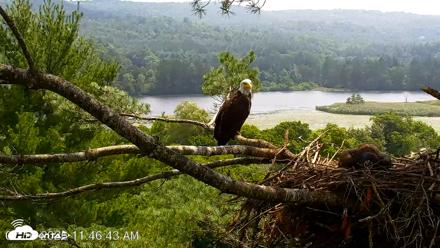 VINS Bald Eagles Nest Live Cams - Jul 16, 2026, 11:47am EDT