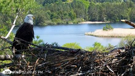 VINS Bald Eagles Nest Live Cams - May 18, 2026, 2:22pm EDT