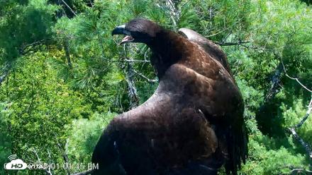 VINS Bald Eagles Nest Live Cams - Jul 27, 2026, 1:02pm EDT