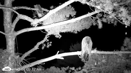 VINS Bald Eagles Nest Live Cams - Aug 7, 2026, 1:10am EDT
