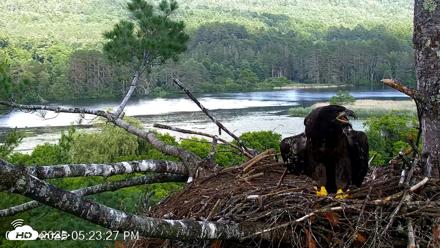 VINS Bald Eagles Nest Live Cams - Jul 2, 2026, 5:24pm EDT
