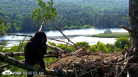 VINS Bald Eagles Nest Live Cams - Jul 3, 2026, 10:03am EDT