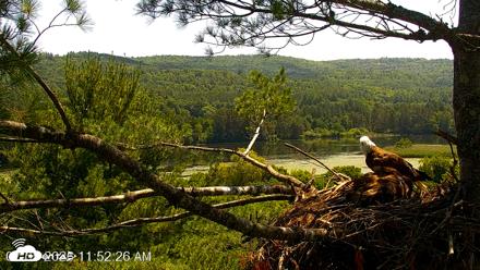 VINS Bald Eagles Nest Live Cams - Jul 5, 2026, 11:53am EDT