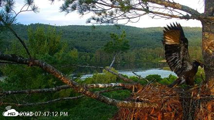 VINS Bald Eagles Nest Live Cams - Jul 9, 2026, 7:48pm EDT