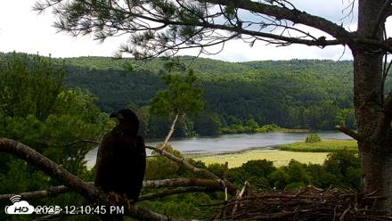 VINS Bald Eagles Nest Live Cams - Jul 22, 2026, 12:11pm EDT
