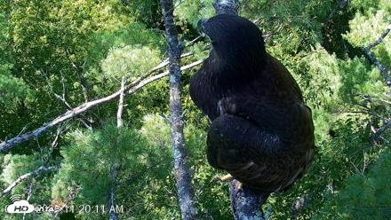 VINS Bald Eagles Nest Live Cams - Jul 27, 2026, 11:20am EDT