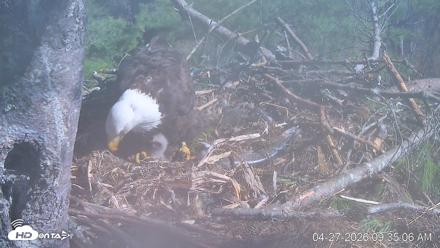 VINS Bald Eagles Nest Live Cams - Apr 27, 2026, 9:36am EDT