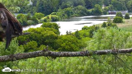 VINS Bald Eagles Nest Live Cams - Jul 23, 2026, 12:53pm EDT