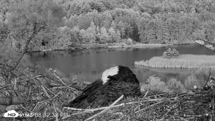 VINS Bald Eagles Nest Live Cams - May 21, 2026, 8:33pm EDT