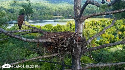 VINS Bald Eagles Nest Live Cams - Aug 17, 2026, 4:50pm EDT