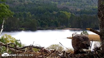 VINS Bald Eagles Nest Live Cams - May 5, 2026, 4:01pm EDT