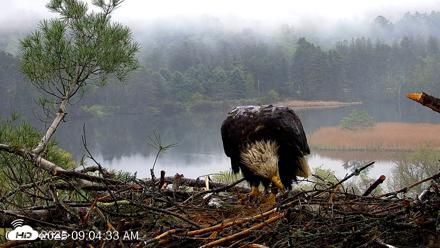 VINS Bald Eagles Nest Live Cams - May 14, 2026, 9:05am EDT