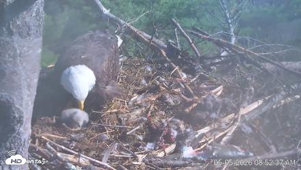 VINS Bald Eagles Nest Live Cams - May 5, 2026, 8:53am EDT