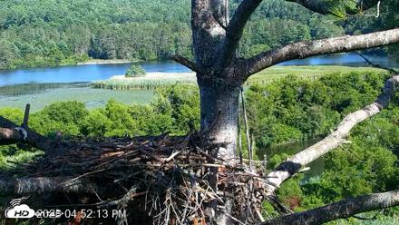 VINS Bald Eagles Nest Live Cams - Jul 23, 2026, 4:52pm EDT