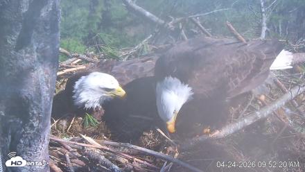 VINS Bald Eagles Nest Live Cams - Apr 24, 2026, 9:52am EDT