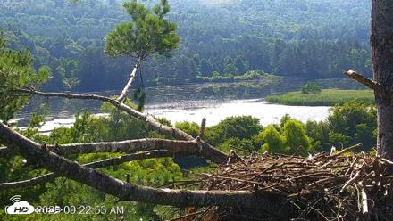 VINS Bald Eagles Nest Live Cams - Jul 26, 2026, 9:23am EDT